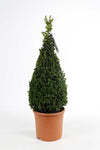 Taxus baccata Cône  H: 60/70 cm