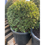 Taxus baccata  Boule