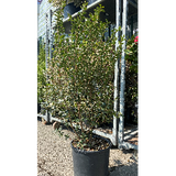 Ligustrum Texanum (Troene du Texas) H 100/125