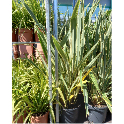 Phormium