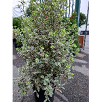 Pittosporum  H100-120 cm